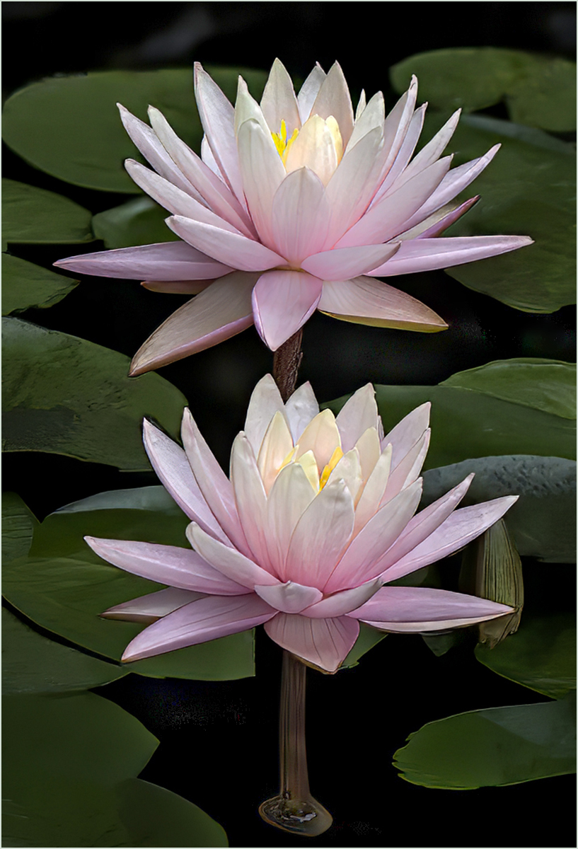 Forrest Marjorie 2 pink waterlillies Nature   Botanical   Class A 20251022